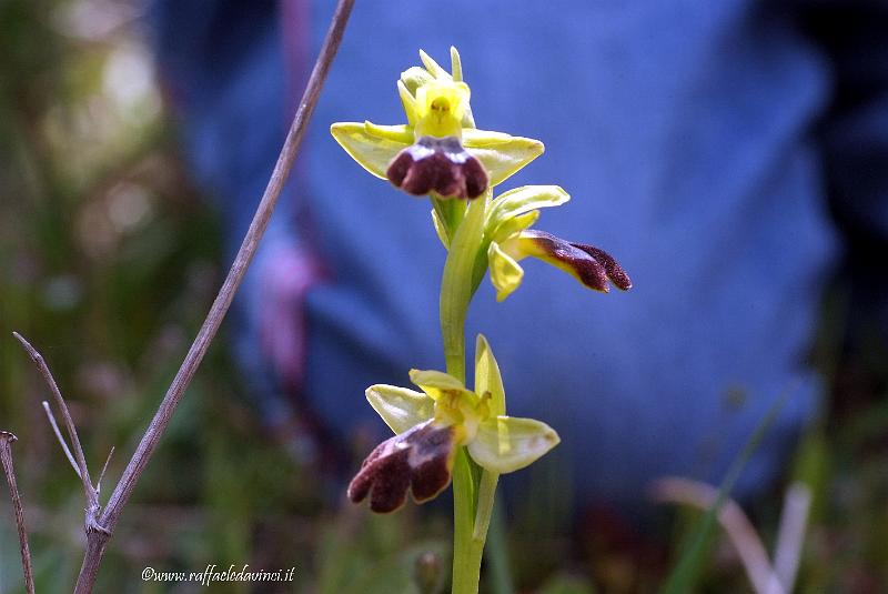 Orchidee spontanee 5APR09 (130).jpg